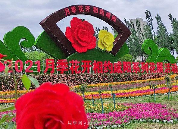 月季花開相約咸陽，去咸陽看月季(圖4)