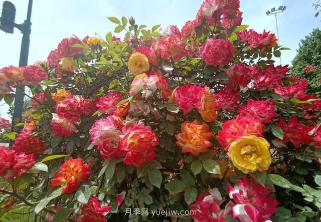 鞏義15.5萬(wàn)株月季全城盛放，這些路太美了...(圖1)