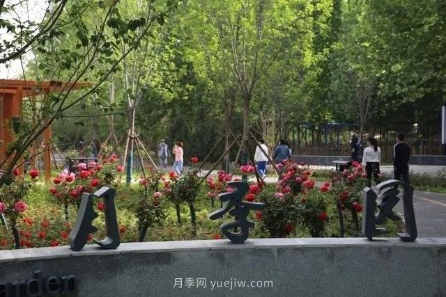 邢臺市花月季綻放！月季花城進入觀賞期(圖3)