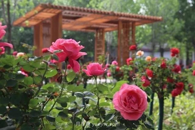 邢臺市花月季綻放！月季花城進入觀賞期(圖2)