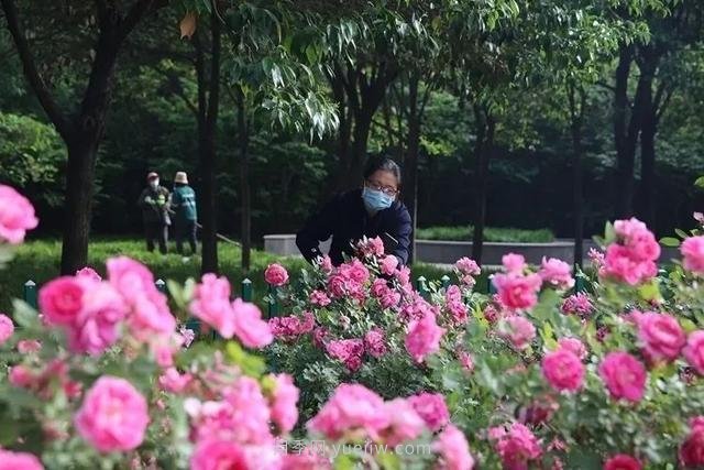 邢臺市花月季綻放！月季花城進入觀賞期(圖1)