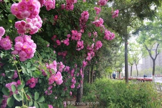邢臺市花月季綻放！月季花城進入觀賞期(圖8)