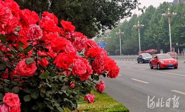 河北石家莊市花月季開 添彩省會(huì)美景(圖4)