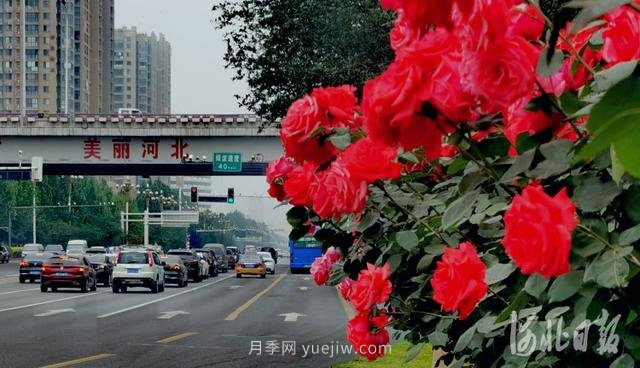 河北石家莊市花月季開 添彩省會(huì)美景(圖3)