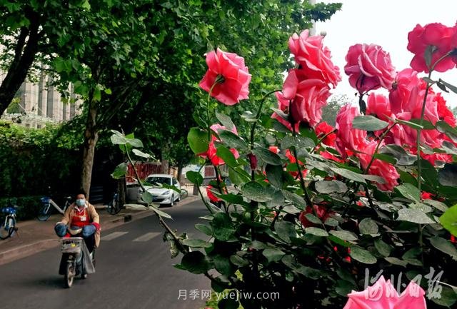 河北石家莊市花月季開 添彩省會(huì)美景(圖2)
