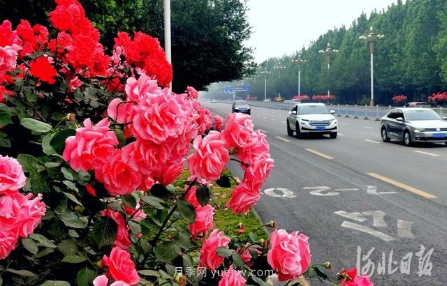 河北石家莊市花月季開 添彩省會(huì)美景(圖1)