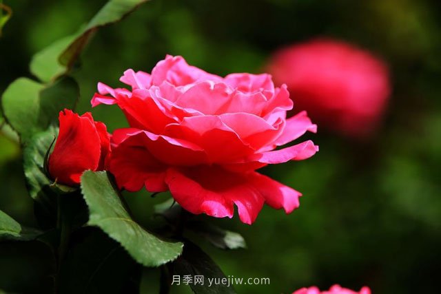 瀏陽市柏加鎮(zhèn)，從前賣樹如今賣景(圖1)