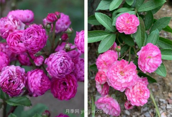 推薦4個品種，皮實好養(yǎng)開花量大，打造藤本花瀑布(圖4)