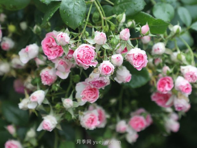 推薦4個品種，皮實好養(yǎng)開花量大，打造藤本花瀑布(圖1)