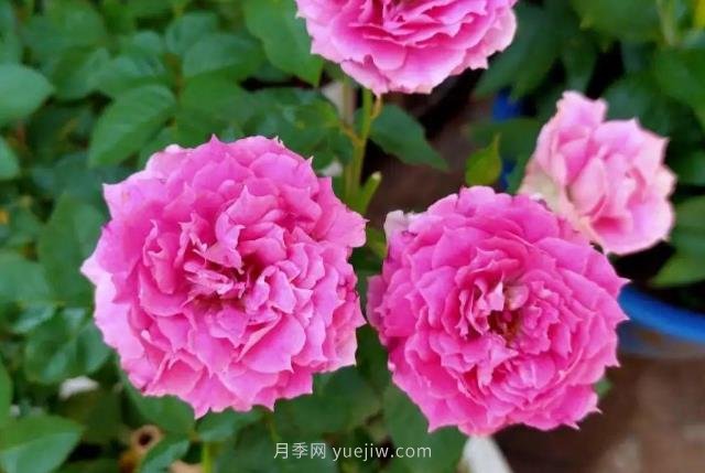 推薦6個濃香月季品種，抗病好養(yǎng)，香水月季就選她(圖3)