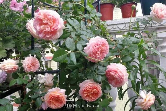 推薦6個濃香月季品種，抗病好養(yǎng)，香水月季就選她(圖1)