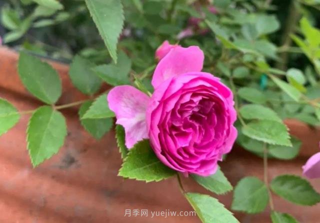 推薦6個濃香月季品種，抗病好養(yǎng)，香水月季就選她(圖5)