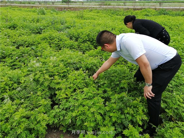 社旗艾草產(chǎn)業(yè)，艾成熟香滿田(圖1)