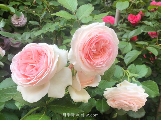 推薦10款朋友圈超火的月季花，每一款都太美了花友必買(圖2)