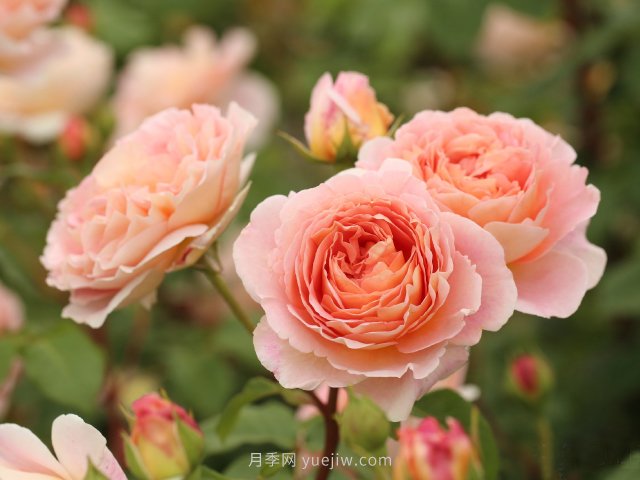 推薦10款朋友圈超火的月季花，每一款都太美了花友必買(圖9)