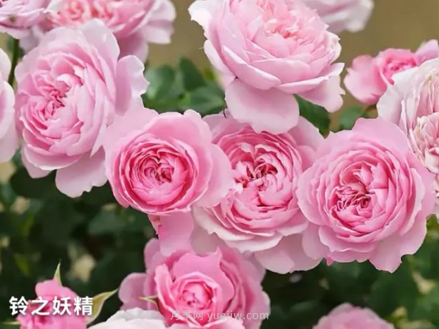 推薦陽臺黨必入的四款微型月季品種，你猜到了嗎(圖1)