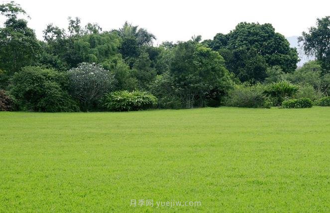 如何進(jìn)行草坪滾壓？有什么方法？(圖1)