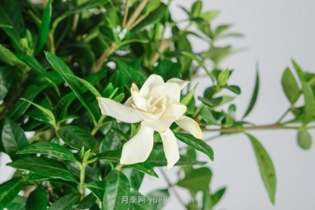 梔子花的花語(yǔ)和寓意象征(圖2)