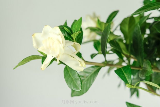 梔子花的花語(yǔ)和寓意象征(圖1)