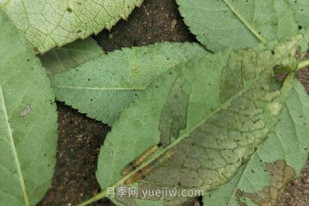 月季紅蜘蛛用什么藥***有效，怎么防治(圖3)