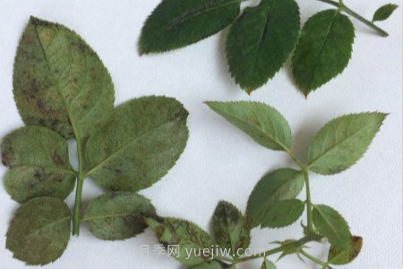 月季紅蜘蛛用什么藥***有效，怎么防治(圖2)