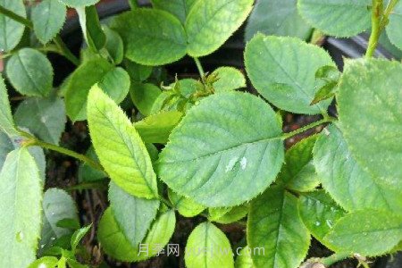 月季薊馬是什么，對人體有害嗎(圖2)