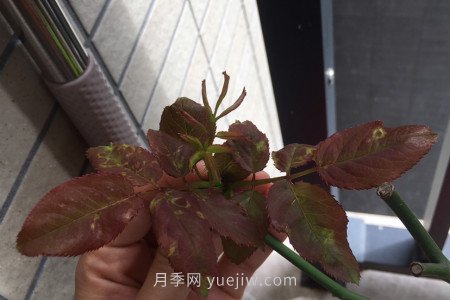 月季薊馬是什么，對人體有害嗎(圖1)