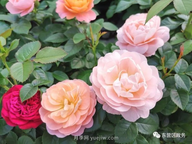 山東東營：月季盛開，這里的春天，太美了(圖3)