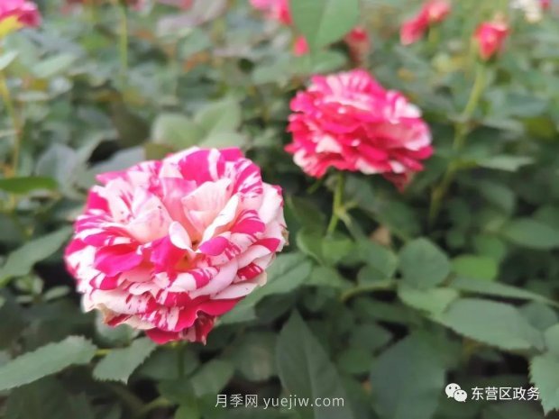 山東東營：月季盛開，這里的春天，太美了(圖1)