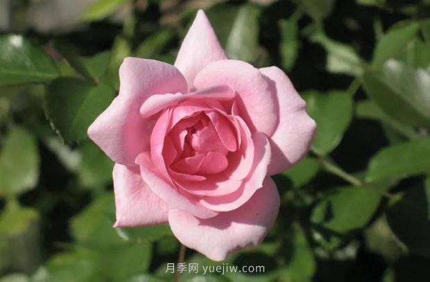 推薦16個(gè)世界上***受歡迎的月季品種，都獲得過榮譽(yù)(圖11)