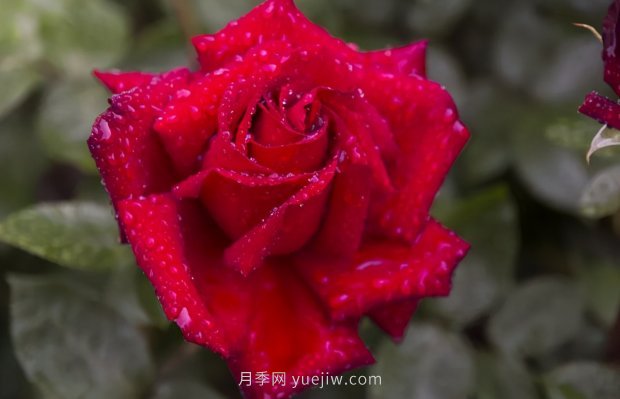 推薦16個(gè)世界上***受歡迎的月季品種，都獲得過榮譽(yù)(圖10)