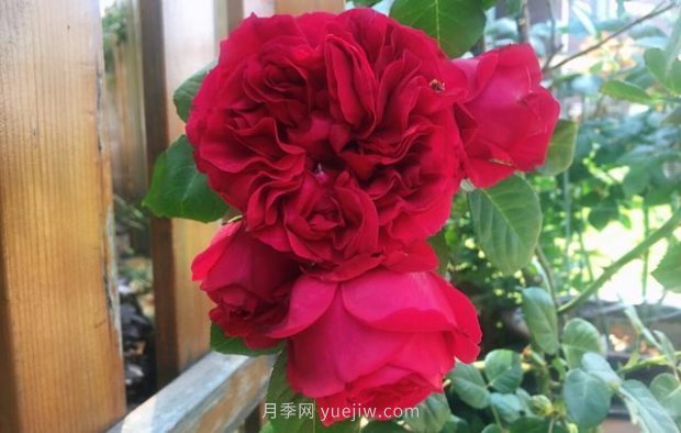 推薦16個(gè)世界上***受歡迎的月季品種，都獲得過榮譽(yù)(圖12)