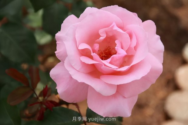 推薦16個(gè)世界上***受歡迎的月季品種，都獲得過榮譽(yù)(圖2)