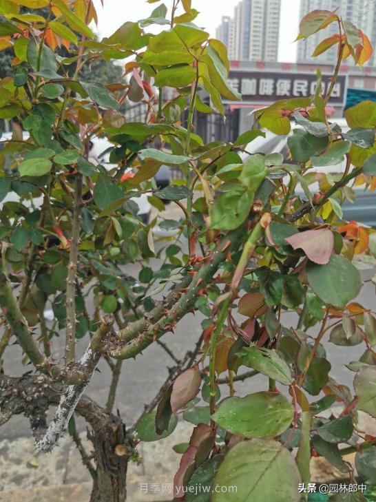 樹(shù)狀月季枝干上有許多小白點(diǎn)，可能是桑盾蚧在危害(圖3)