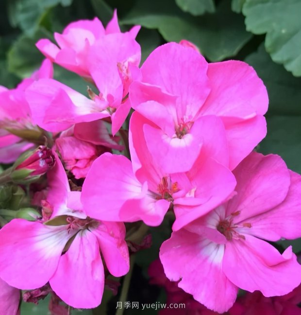 4種花卉，花友入坑不能自拔，尤其是月季(圖3)
