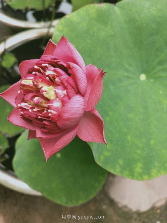 4種花卉，花友入坑不能自拔，尤其是月季(圖4)