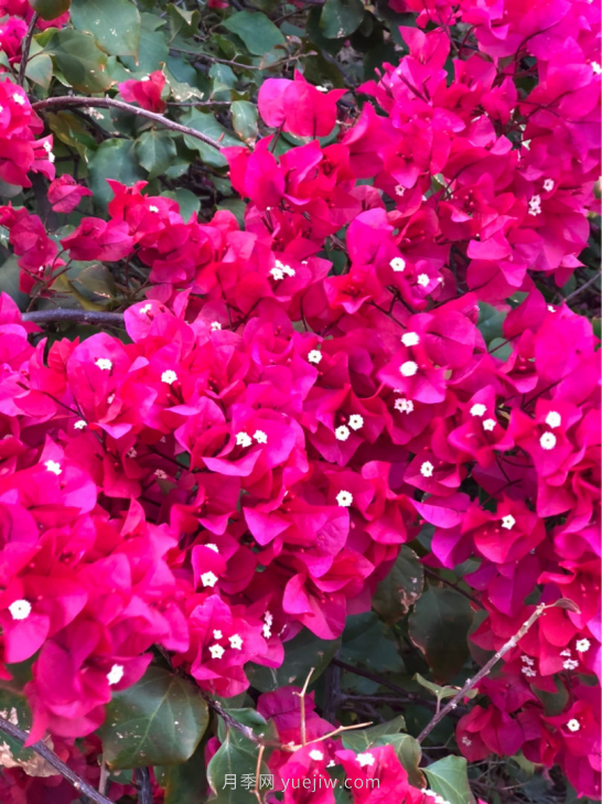 4種花卉，花友入坑不能自拔，尤其是月季(圖2)