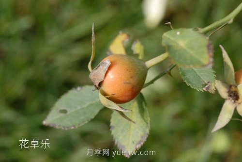 區(qū)分月季、玫瑰的七個技巧(圖11)