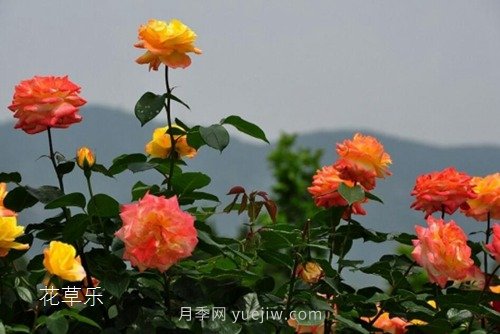 區(qū)分月季、玫瑰的七個技巧(圖9)