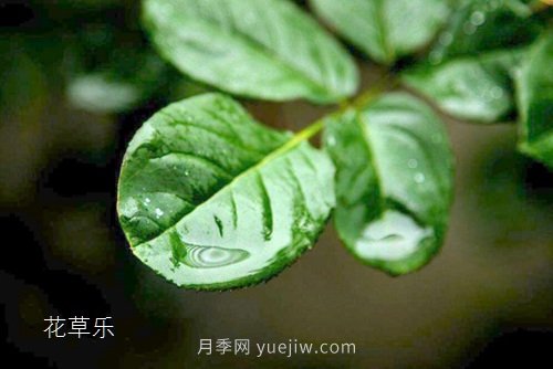 區(qū)分月季、玫瑰的七個技巧(圖5)