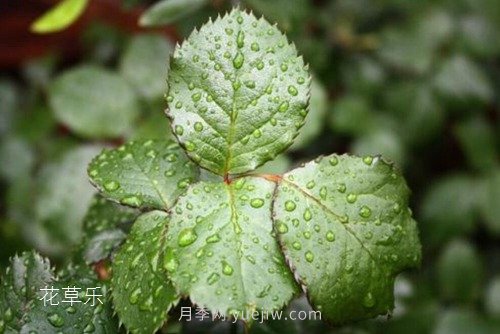 區(qū)分月季、玫瑰的七個技巧(圖4)