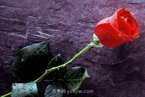 區(qū)分月季、玫瑰的七個技巧(圖8)