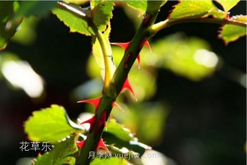 區(qū)分月季、玫瑰的七個技巧(圖2)