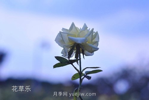 區(qū)分月季、玫瑰的七個技巧(圖1)