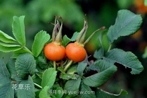 區(qū)分月季、玫瑰的七個技巧(圖10)