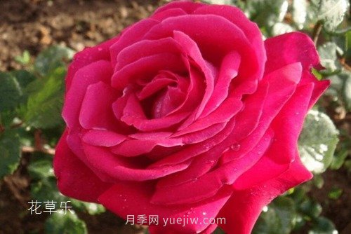 區(qū)分月季、玫瑰的七個技巧(圖6)
