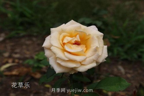 區(qū)分月季、玫瑰的七個技巧(圖7)