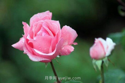 月季花品種介紹，開花多花苞大你值得擁有(圖4)
