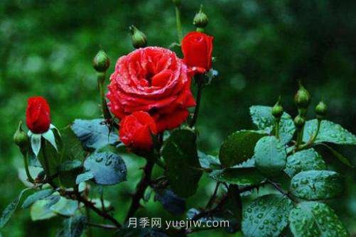 月季花品種介紹，開花多花苞大你值得擁有(圖3)