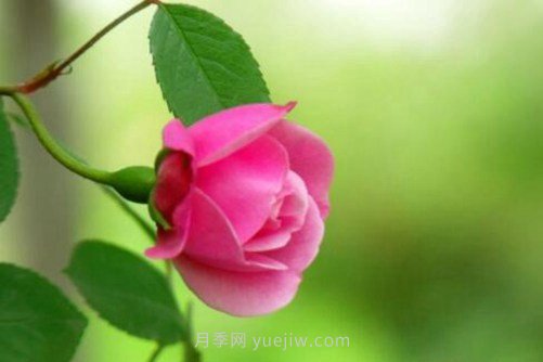 月季花品種介紹，開花多花苞大你值得擁有(圖1)